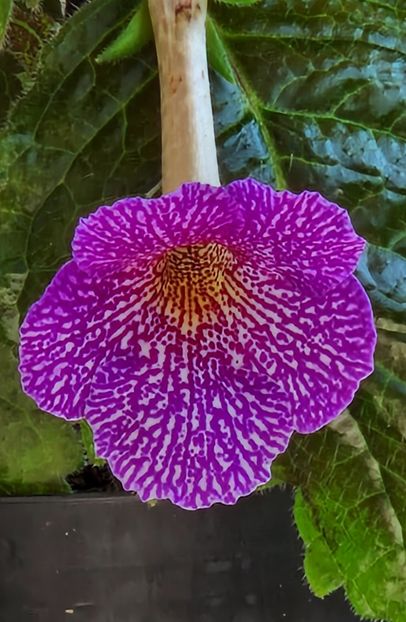 Lionheart - Achimenes 2023