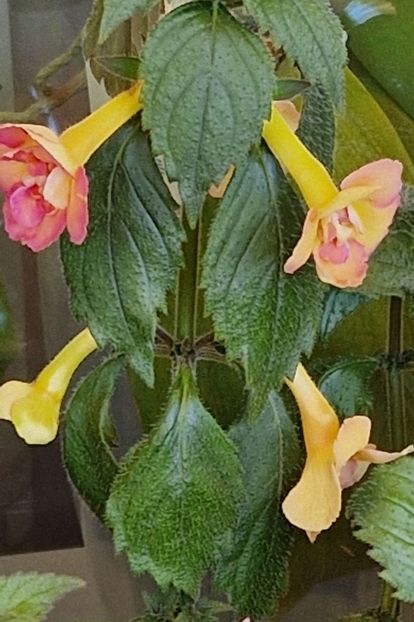  - Yellow English Rose p