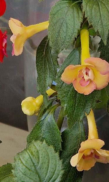  - Yellow English Rose p