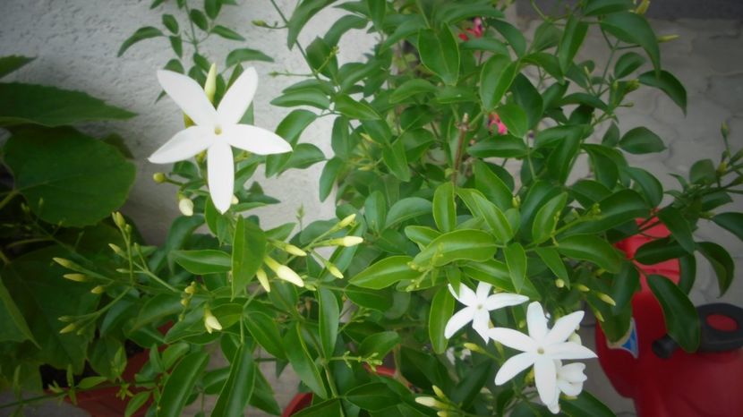 "Azoricum" si "sambac" nu au nevoie - Splendori in gradina