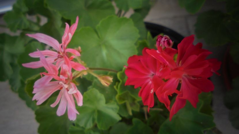  - Splendori in gradina