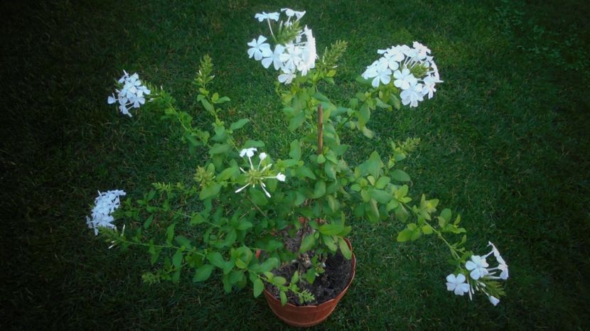Plumbago zeylanica - Splendori in gradina