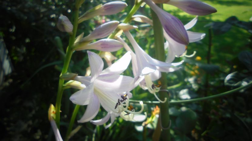 Hosta - Splendori in gradina