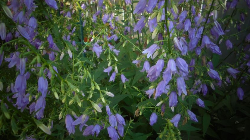 Campanula - Splendori in gradina