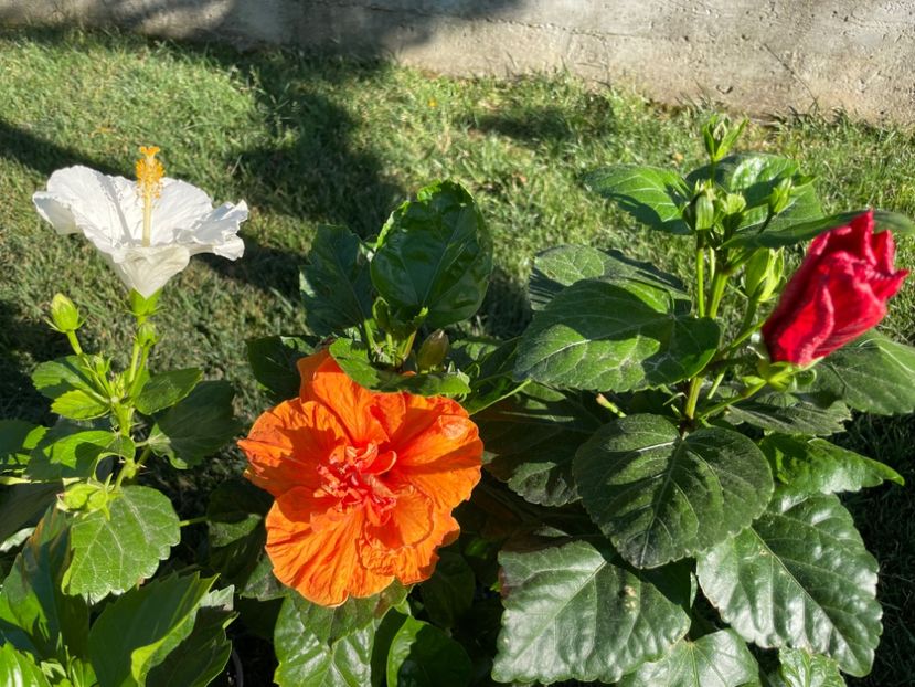 5EFAEF8B-17FF-469D-873B-864E8E938C7A - x-HD 1290 - pierdut