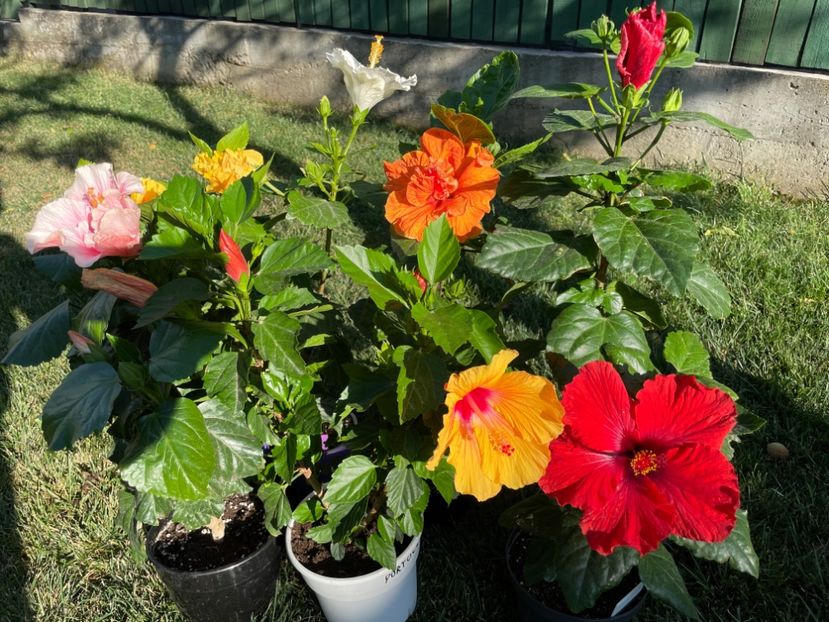 78DEC038-AA1B-4320-AFF9-5598451D6043 - x-HD 1290 - pierdut