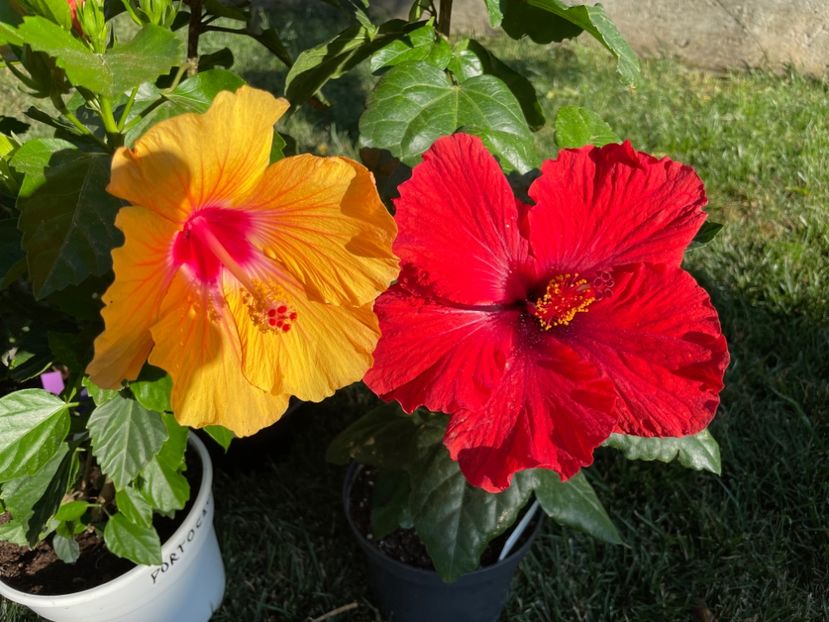 0F881F75-E3D8-4473-9109-8BD3DBD03DF5 - Orange - Roz - Rosu