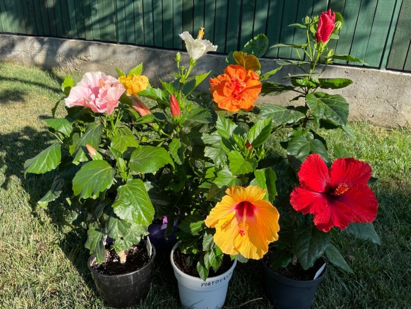 9BFD400B-4E3D-4A1C-A5FC-C8D6551F9398 - 001 - Hibiscusi