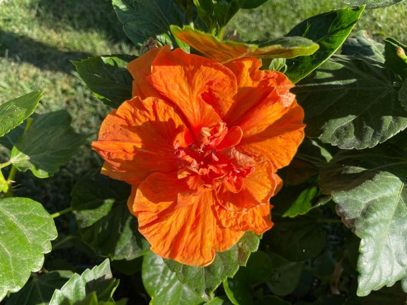 7D2CF450-B9C6-4516-8B91-B28ABE09F00A - 001 - Hibiscusi