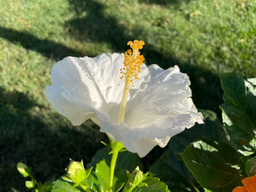 D05B7EC2-1C77-46AA-8878-38885E737766 - 001 - Hibiscusi