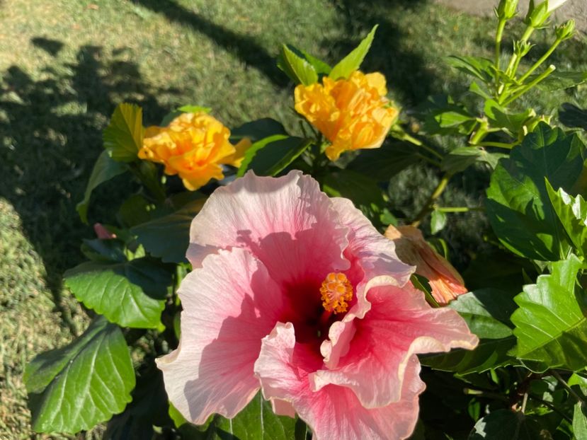 FB9D0A3E-5C58-41EE-8751-D303B2CFFA08 - 001 - Hibiscusi