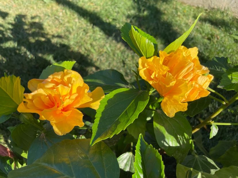 C48C5A15-1985-4B35-8CA7-A7F51AD8FB19 - 001 - Hibiscusi