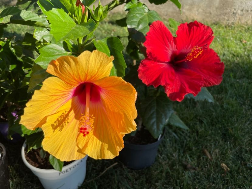 FFC188A7-BB13-4E3A-BB66-5227B434C66A - 001 - Hibiscusi