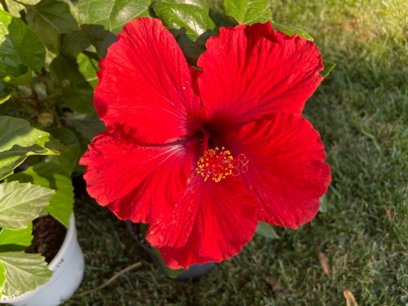 41D25EFF-AF15-48C8-9E20-10B4F76A4299 - 001 - Hibiscusi