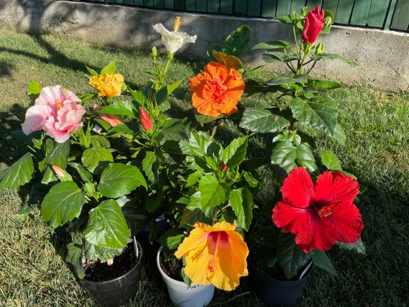 8B20751C-9D3C-4230-BBF8-91C9F3E77B87 - 001 - Hibiscusi