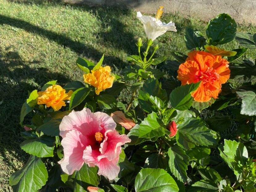 396C145F-DB06-4BD5-AF76-6A8C09B6E0CB - 001 - Hibiscusi