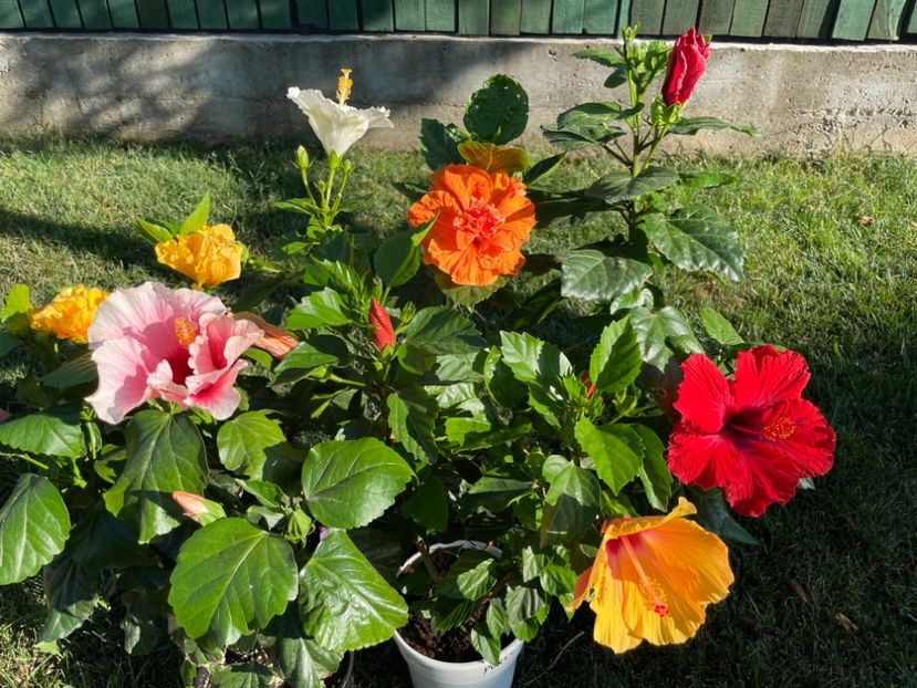 DC0F86D2-C1AD-4F2A-8487-16D47C956B4D - 001 - Hibiscusi