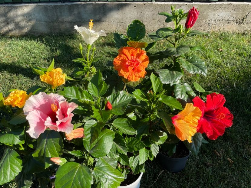 C323C713-5038-4B41-8A6F-C55C9D977547 - 001 - Hibiscusi