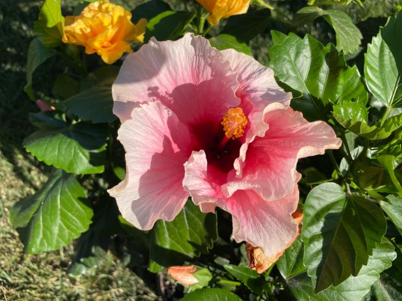 EA06F346-D34A-4C06-834C-8C9CABD8F9A1 - 001 - Hibiscusi