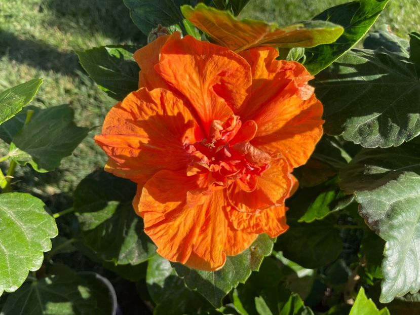 D58493F6-53A4-47A0-9B33-DD5F8F97C464 - 001 - Hibiscusi