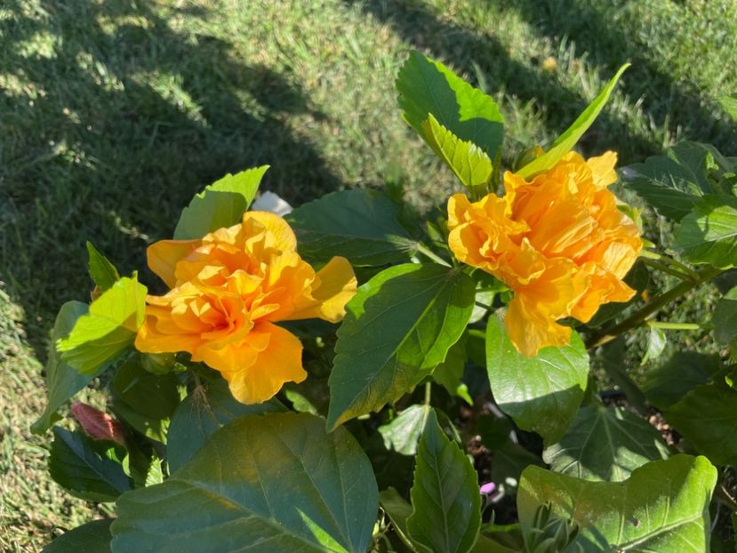 40EAFF01-5126-4452-9368-66C6C90CE9D3 - 001 - Hibiscusi