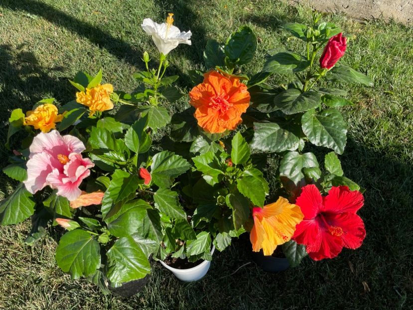 6A921D1C-AA2F-41E8-947E-486029903800 - 001 - Hibiscusi