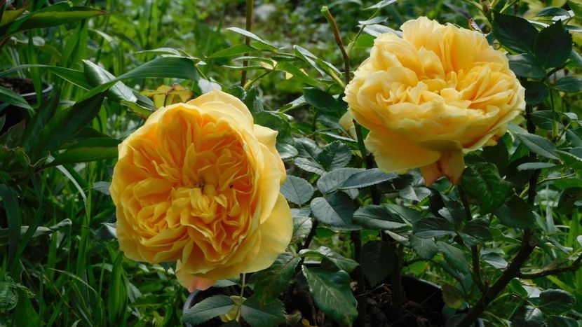 Golden zest - - Colectie trandafiri