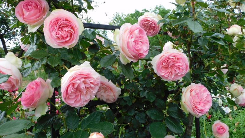 Eden rose - - Colectie trandafiri