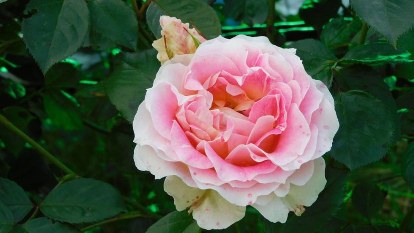 Cesar - - Colectie trandafiri