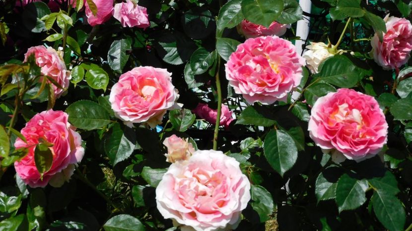 Cesar - - Colectie trandafiri