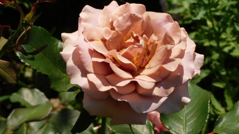 Koko loko - - Colectie trandafiri