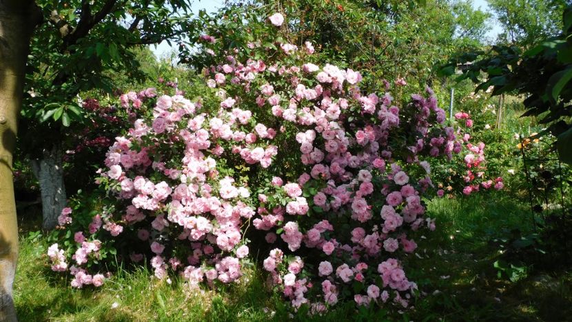  - - Colectie trandafiri