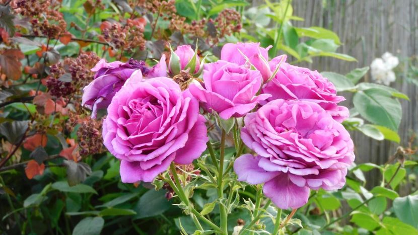 Scented air - -Trandafiri 2023
