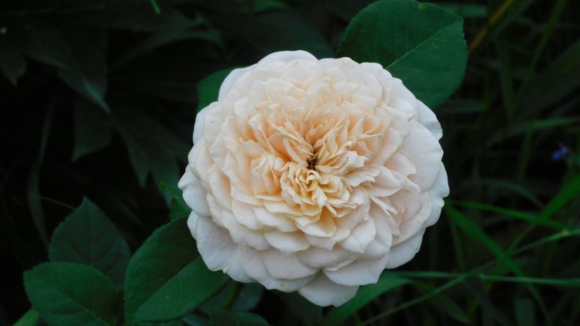 English garden - - Colectie trandafiri