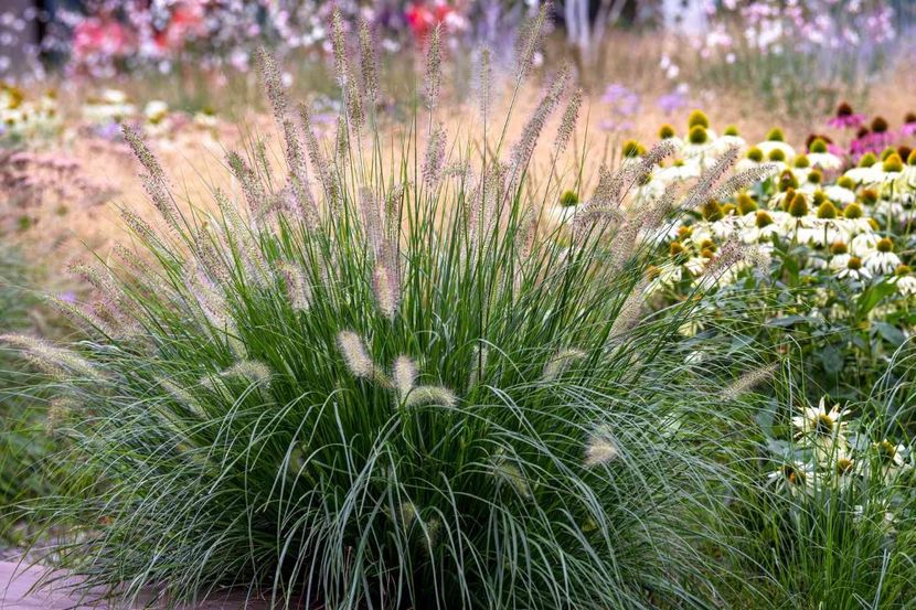 Pennisetum fountain grass - B Plante ierboase perene suculente ierburi decorative ferigi de vanzare