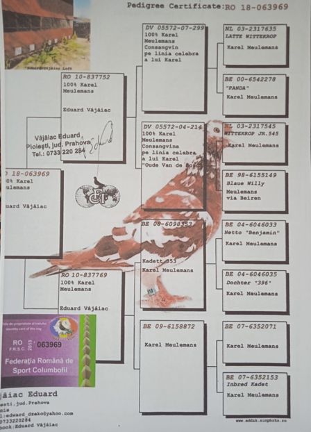  - Porumbei Meulemans