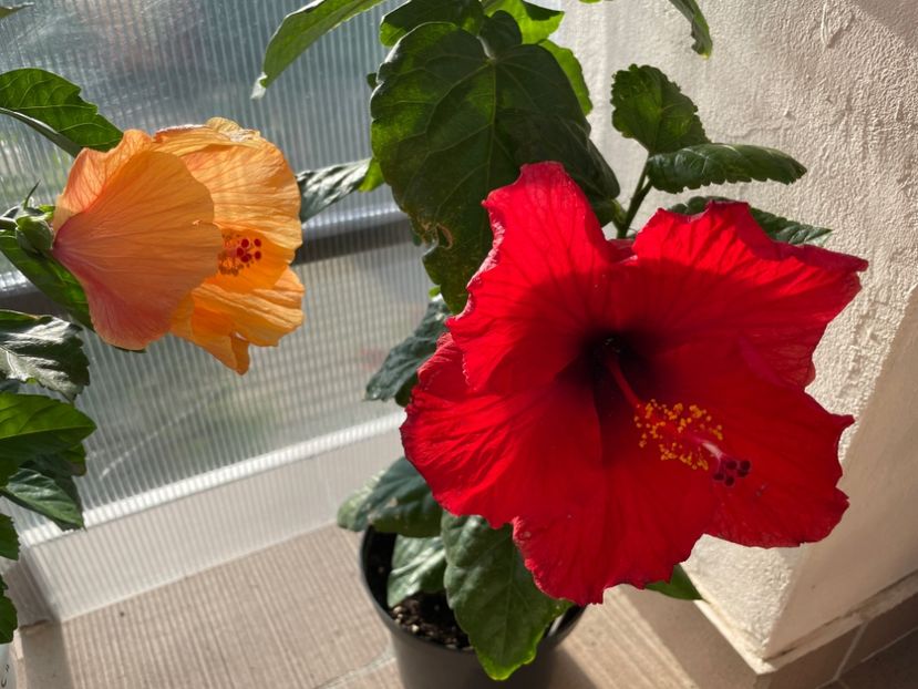 11595928-D420-48D5-92C3-A343CCF942A4 - Orange - Roz - Rosu