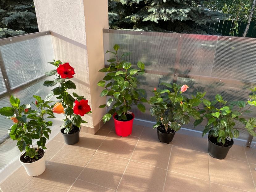 6DB589DD-38E8-407A-BC1B-A7676E008AF2 - 001 - Hibiscusi