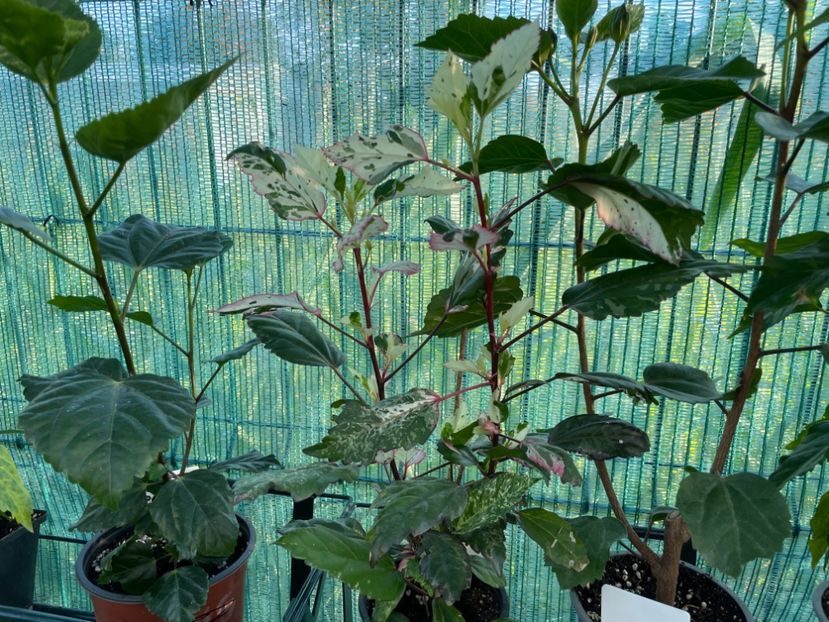 E4417ADD-09A2-45A5-992E-3147EA9D9E3B - 001 - Hibiscusi