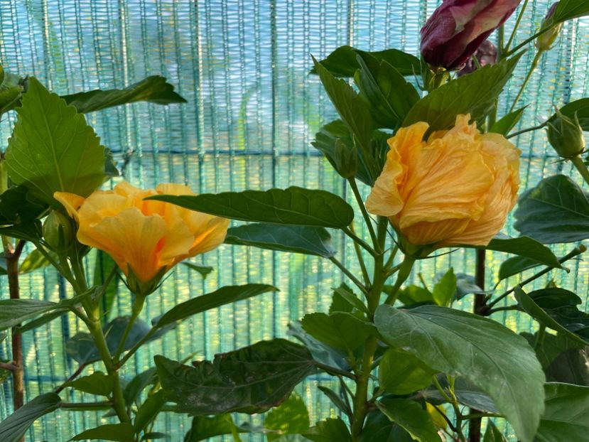 FBC3076F-230B-4F6E-93A8-090EEDF691B9 - 001 - Hibiscusi