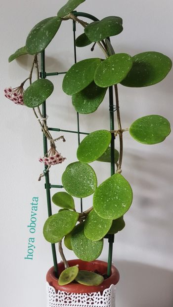  - Obovata