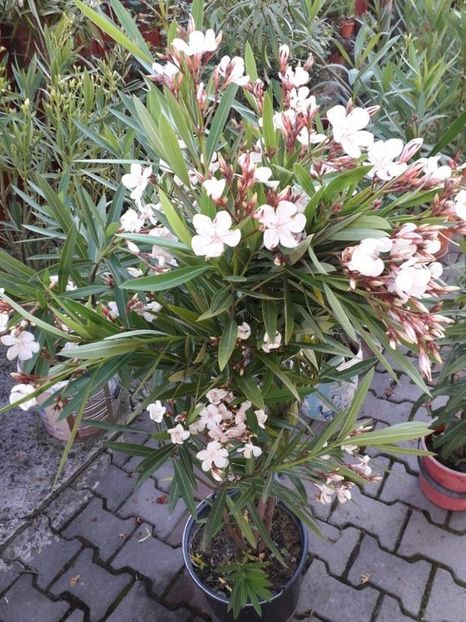  - harriet newding nr45
