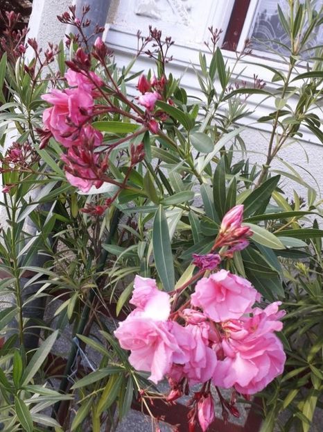  - roseum plenum 21