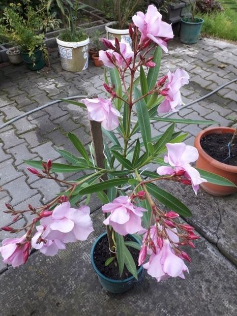  - madam hellena nr82