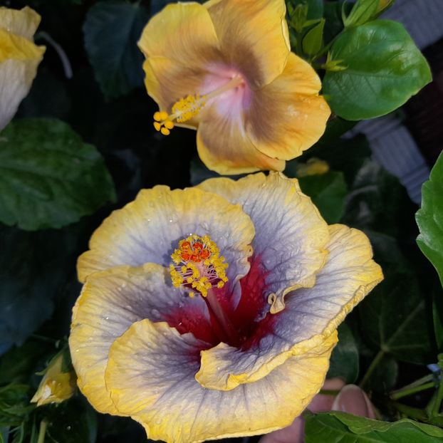 05.07.2023 - HIBISCUSI 2023-1