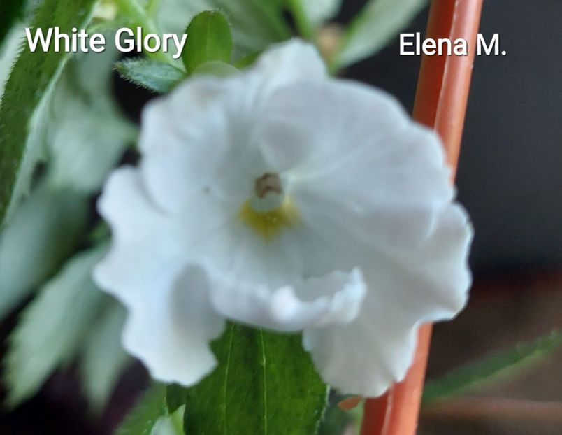 20230705_094016(1) - 2023 - Achimenes