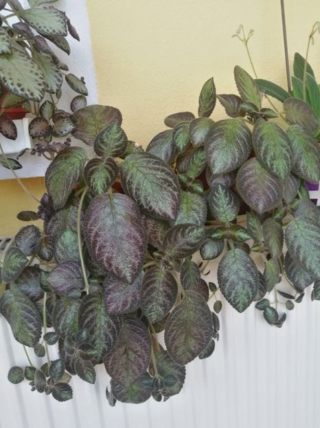  - EPISCIA