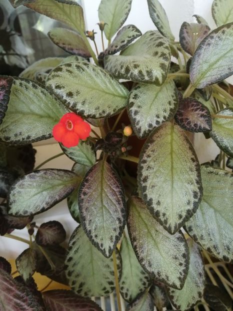  - EPISCIA