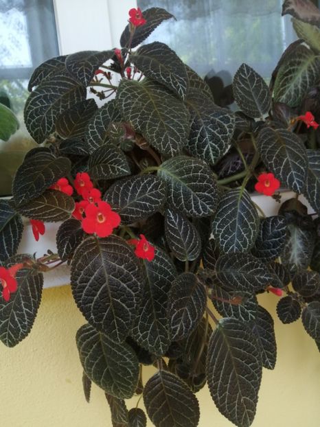  - EPISCIA