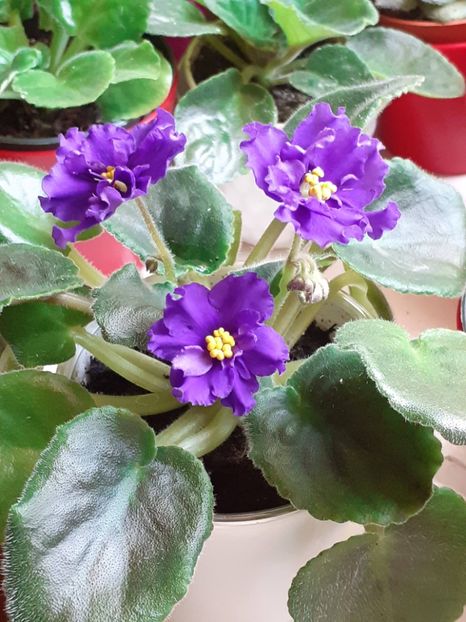 20230705_131138(0) - VIOLETE